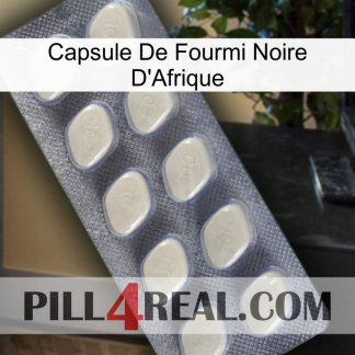 Africa Black Ant Capsule 08